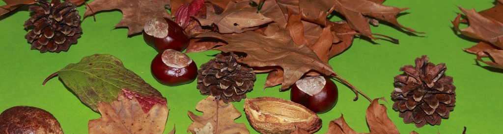 leaves-475507_1920