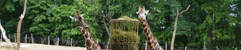 ZOO-lesna